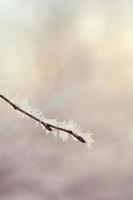 Frozen tree branch with copy space photo