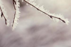 Close-up of frozen tree branches photo