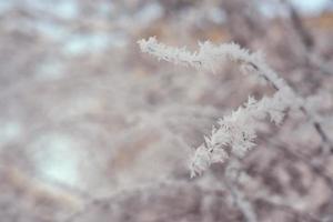 Ice on trees photo