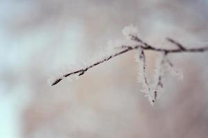 rama de árbol con hielo foto