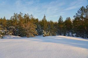 paisaje forestal de invierno foto