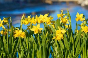 Group of yellow daffodils photo