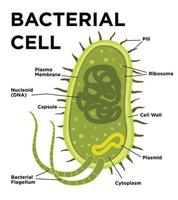 Anatomía de la célula bacteriana en estilo plano. vector ilustración moderna. etiquetado de estructuras en una célula de bacilo con adn nucleoide y ribosomas. las estructuras externas incluyen la cápsula, los pili y el flagelo.