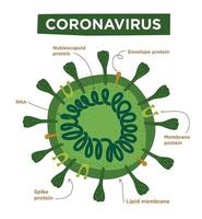 Flat Illustration of Coronavirus structures and anatomy. Labeled with morphology of proteins, ribosomes, RNA, and envelope. Vector infographic covid-19