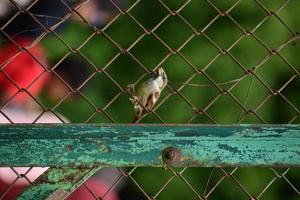 pájaro en una valla con gente en el fondo foto