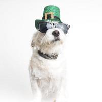 White dog wearing a St. Patrick's Day hat and sunglasses