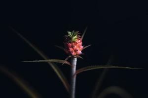 pequeña piña roja sobre un fondo negro foto