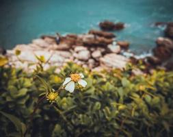 Wildflower by the Sea photo