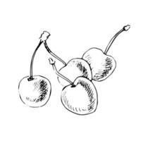 Black and white sketch of four cherries on a white background. Vector hand drawn illustration.
