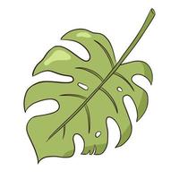 Tropical organic monstera leaf vector