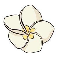 Dibujado a mano icono de plumeria blanco y amarillo aislado sobre fondo blanco. Ilustración de vector de flores exóticas, estilo plano. línea drawindg frangipani flor tropical.