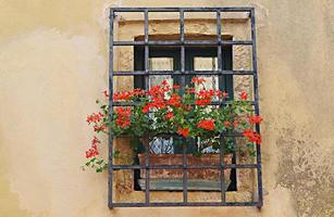 Red flowers on a window photo