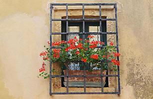 Red flowers on a window photo