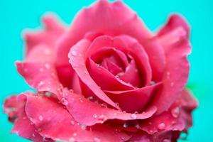 Cerca de una rosa roja con gotas de agua