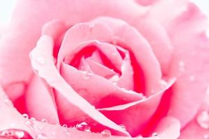 Close up of a red rose with water drops photo