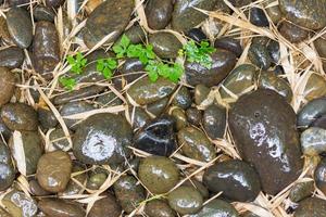 Wet river stones and bamboo leaves photo