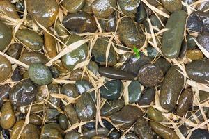 piedras de río mojadas y hojas de bambú foto