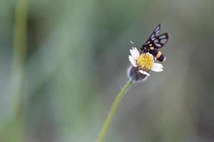 An insect on a blooming flower with a blur background photo