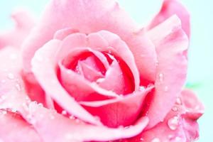 Macro close up of a rose with water drops photo