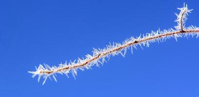A branch in the needles of hoarfrost photo