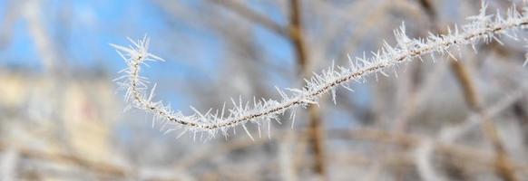 A branch in the needles of hoarfrost photo