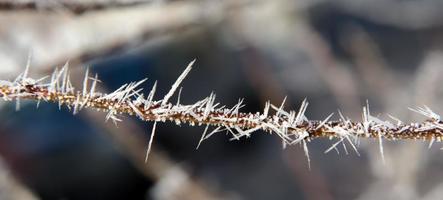 A branch in the needles of hoarfrost photo