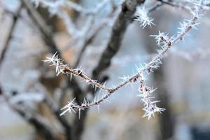 A branch in the needles of hoarfrost photo