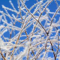 Against the winter blue sky, branches in the sharp needles of hoarfrost photo