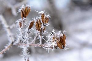 Branches in hoarfrost on a blurry background photo