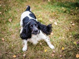 Russian spaniel portrait of a dog photo