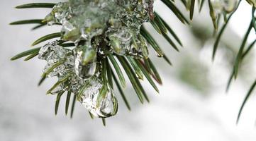 Close-up of ice on fir photo