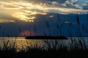 siluetas de plantas al atardecer foto