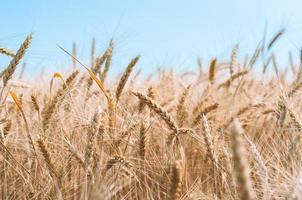 Spikelets of wheat photo