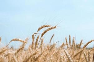 campo de trigo contra el cielo foto