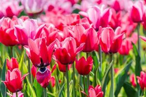 Close-up of pink tulips photo