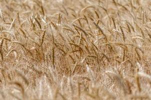 Wheat field texture
