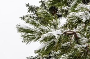 Snow on a pine tree photo