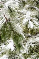 Snow and pine needles