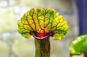 Carnivorous plant close-up photo