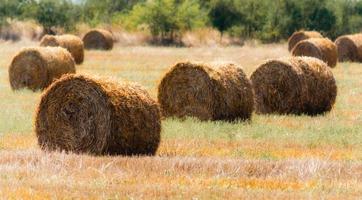Bales of hay photo