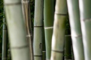 primer plano de bambú verde