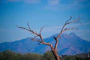 A tree branch in front of a mountain range photo