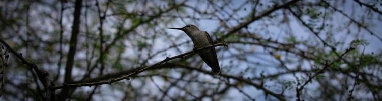 Hummingbird perching on a tree photo