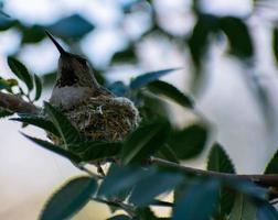 Hummingbird resting in a nest