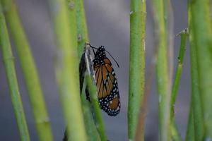 Monarch butterfly resting on a plant photo