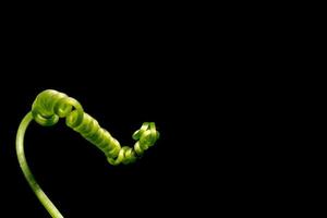 Top of a gourd on a black background photo