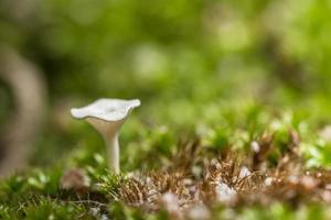 Macro close up of brown mushrooms in the wild photo