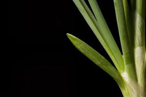 cebolla verde sobre un fondo negro foto