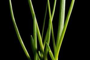 Green onion on a black background photo