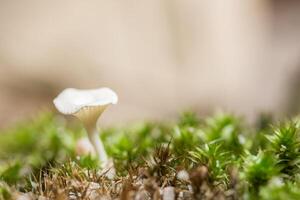 A small white mushroom is growing in the grass photo